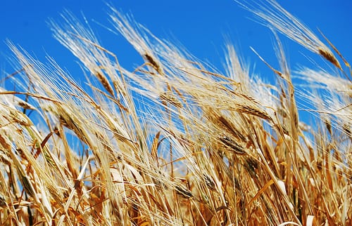 گلوتن Gluten