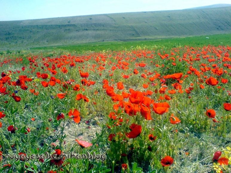 نوروز که سبز رنگ و سرخ است و سپید