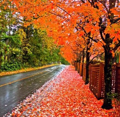 پاییز ِ تو از دلم غم انگیز تر است