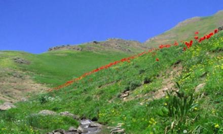 بهاران شد