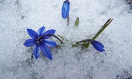 بهاریه‌ای از منوچهر آتشی