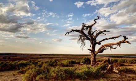 پس از آن‌که آخرین درخت جان سپرد