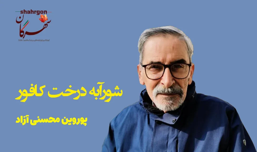شورآبه درخت کافور